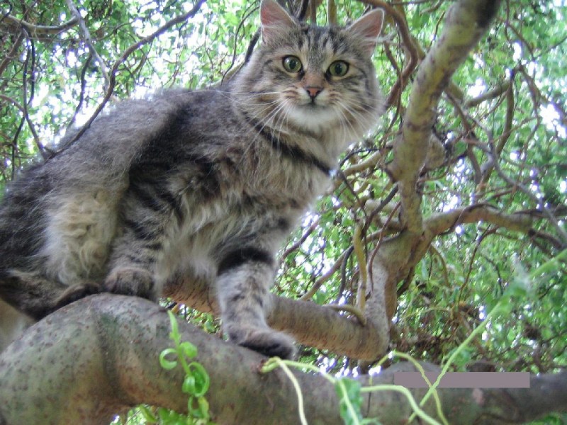 Сибирская кошка Аборигенная