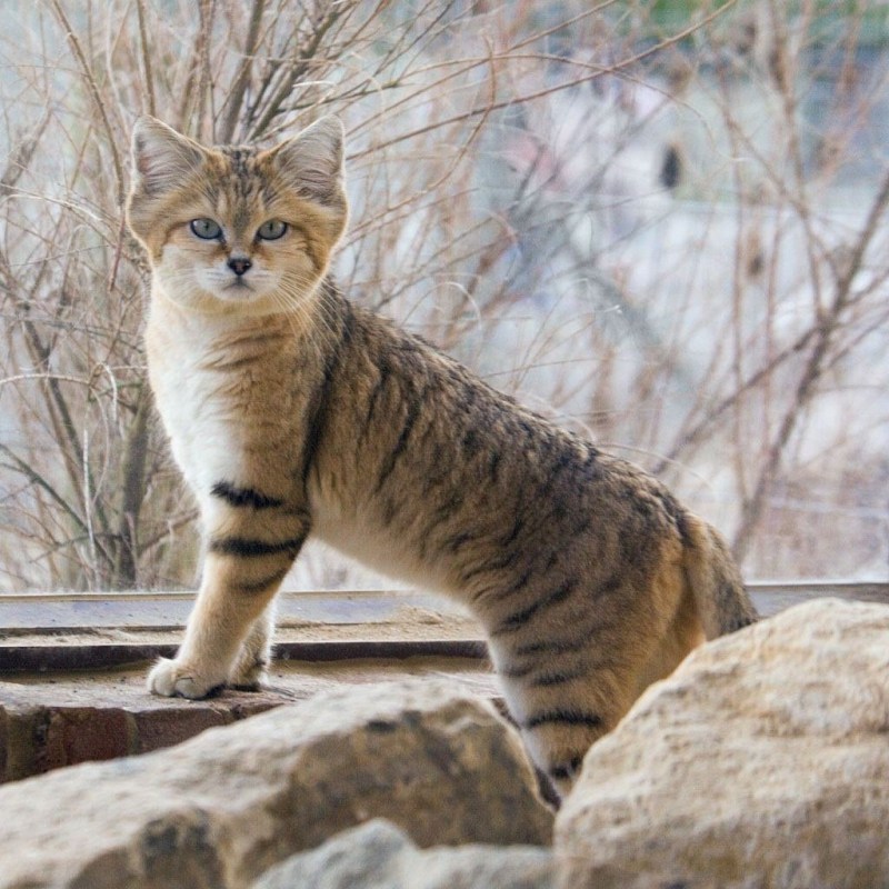 Барханная кошка (Песчаная кошка)