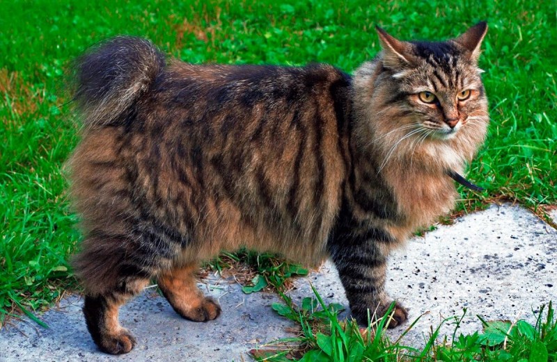 Кот Курильский бобтейл