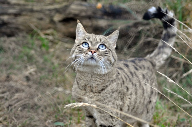 Лесной кот Фелис Сильвестрис