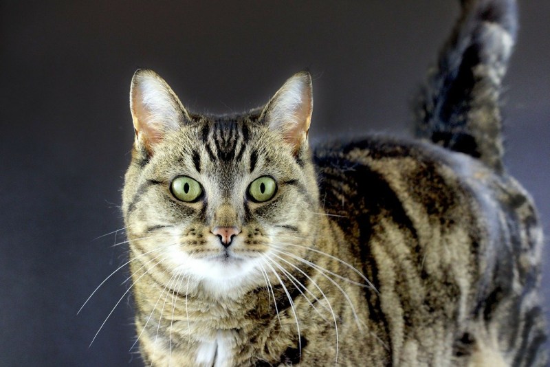 Кошка tabby Cat