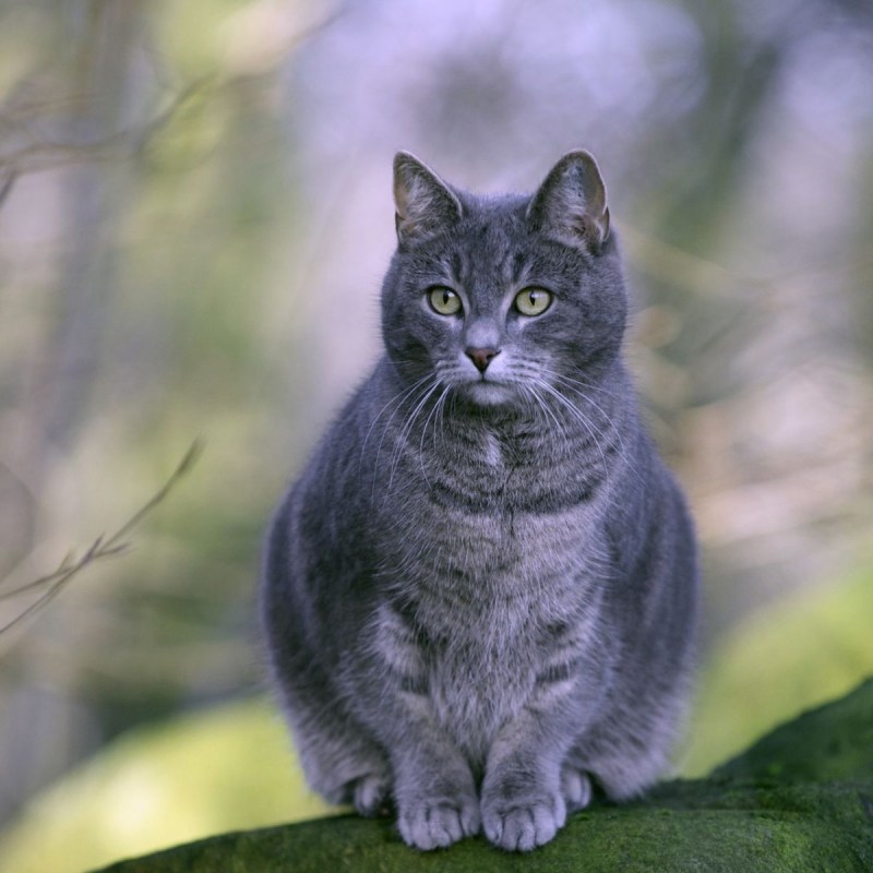 Домашняя кошка серая