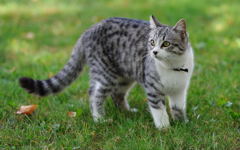 Домашние кошки