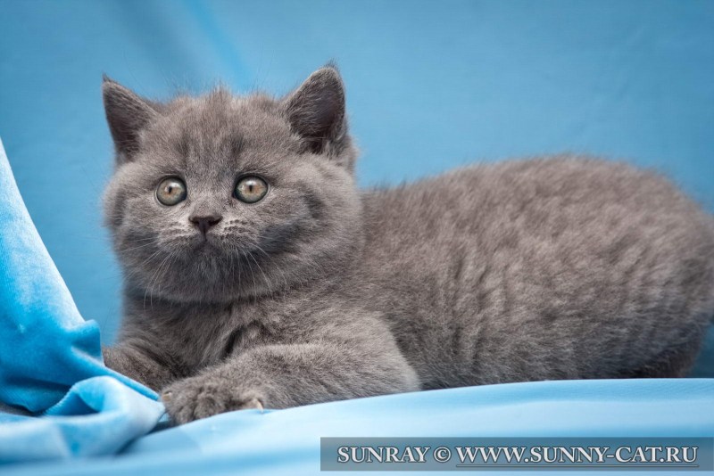 Британская короткошёрстная кошка голубая котята