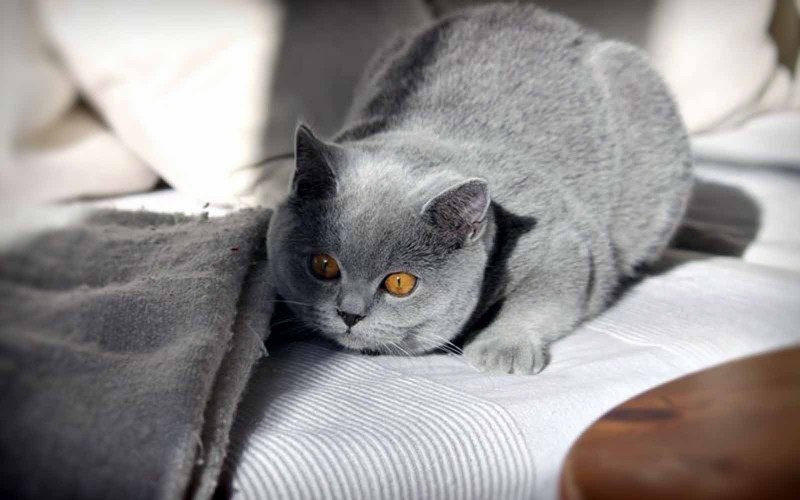 Британская кошка короткошерстная серая