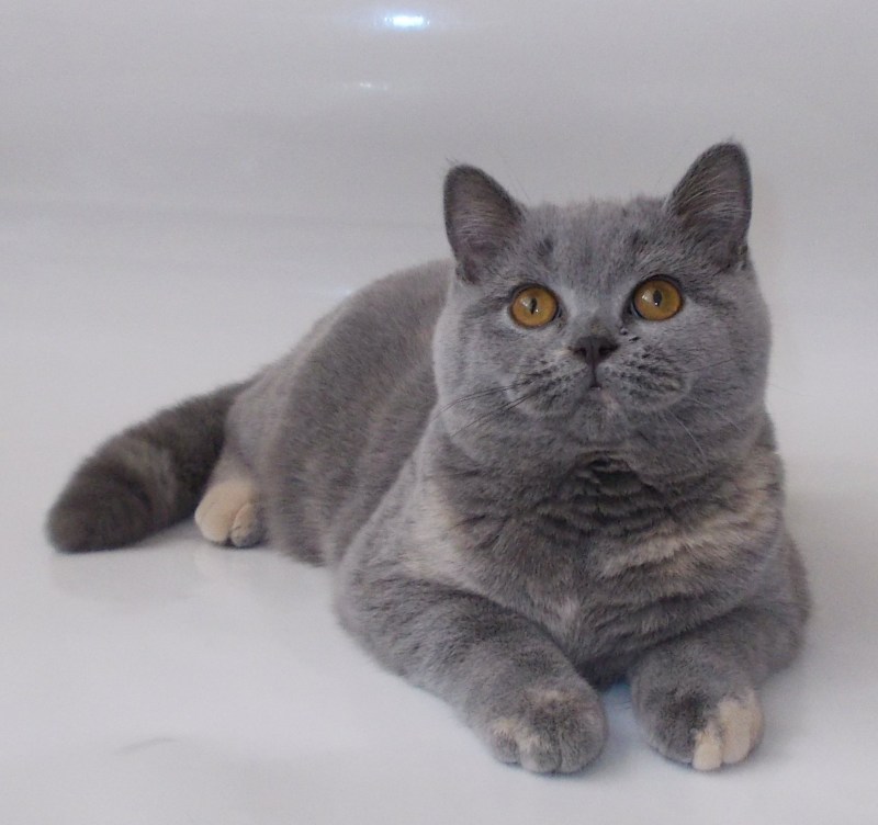 Британский короткошерстный кот голубого окраса