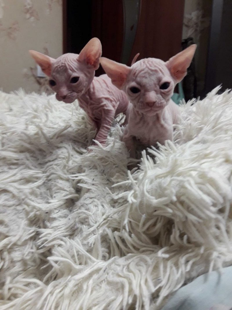 Ликой (Lykoi) кошка оборотень