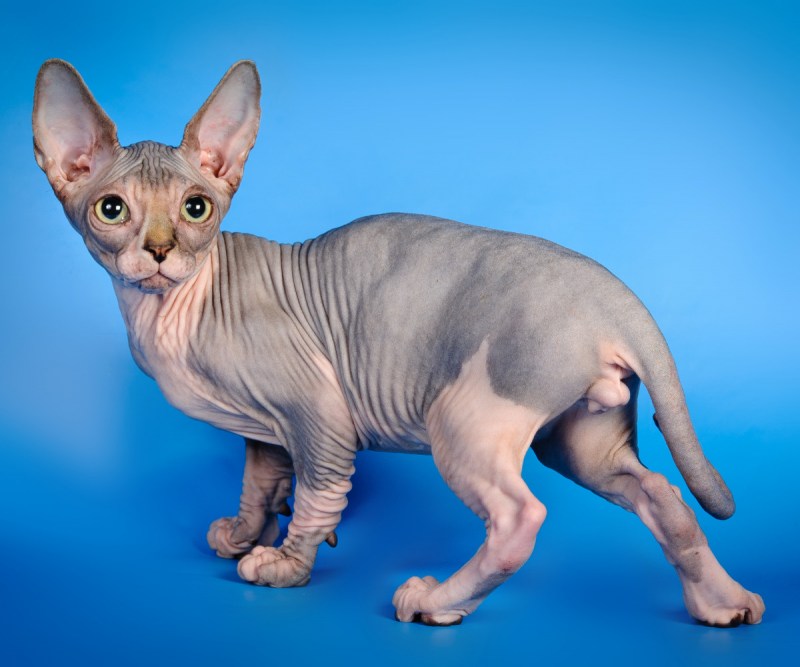 Сфинкс кошка браш