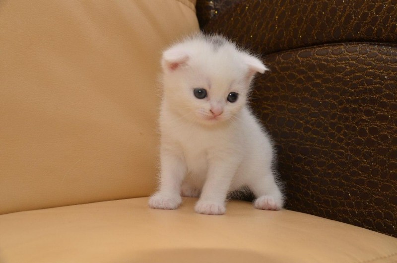 Белый шотландский вислоухий котенок