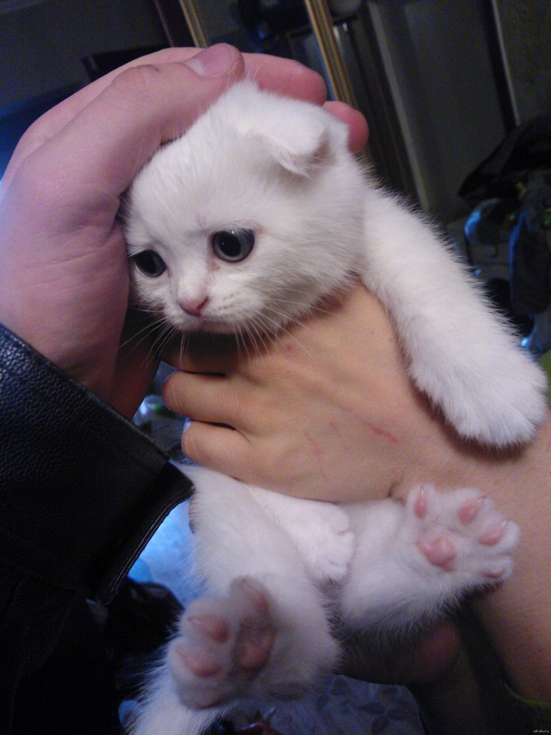 Белый шотландский вислоухий котенок