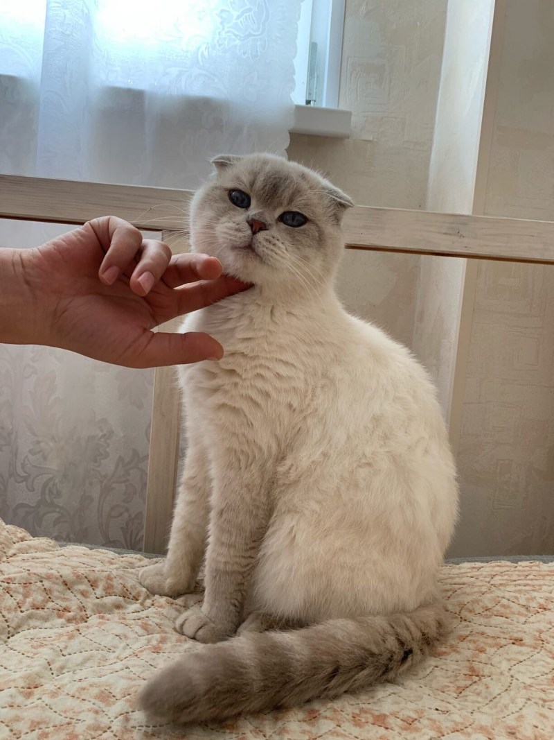 Шотландская вислоухая скоттиш фолд голубоглазый