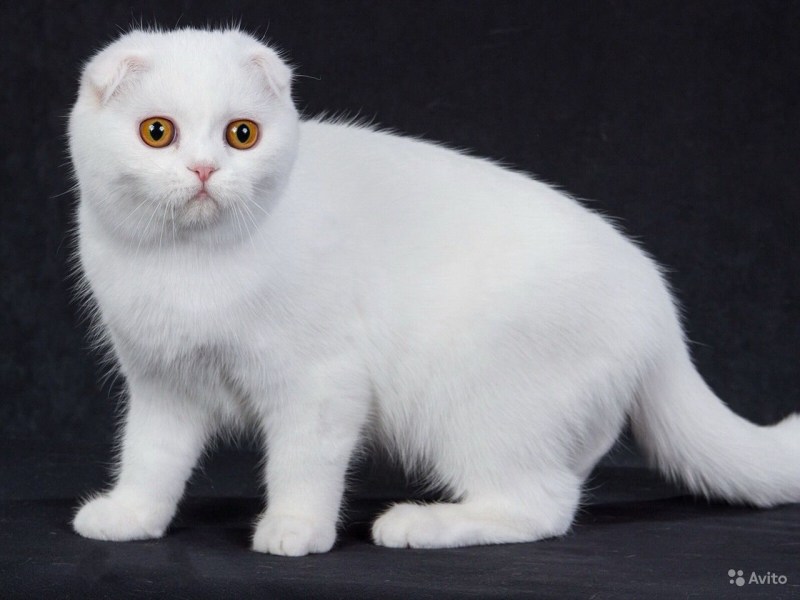 Скоттиш фолд Арлекин
