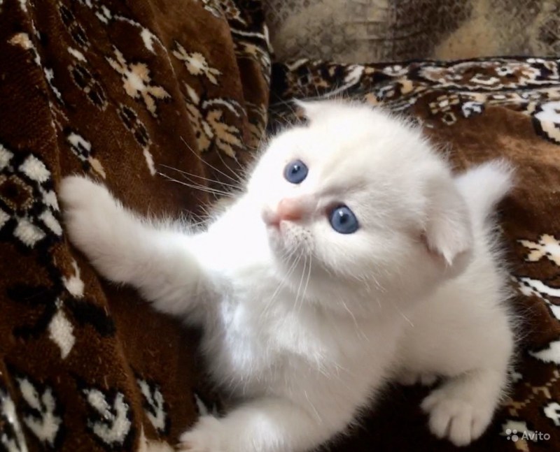 Белых вислоухих котят девочек