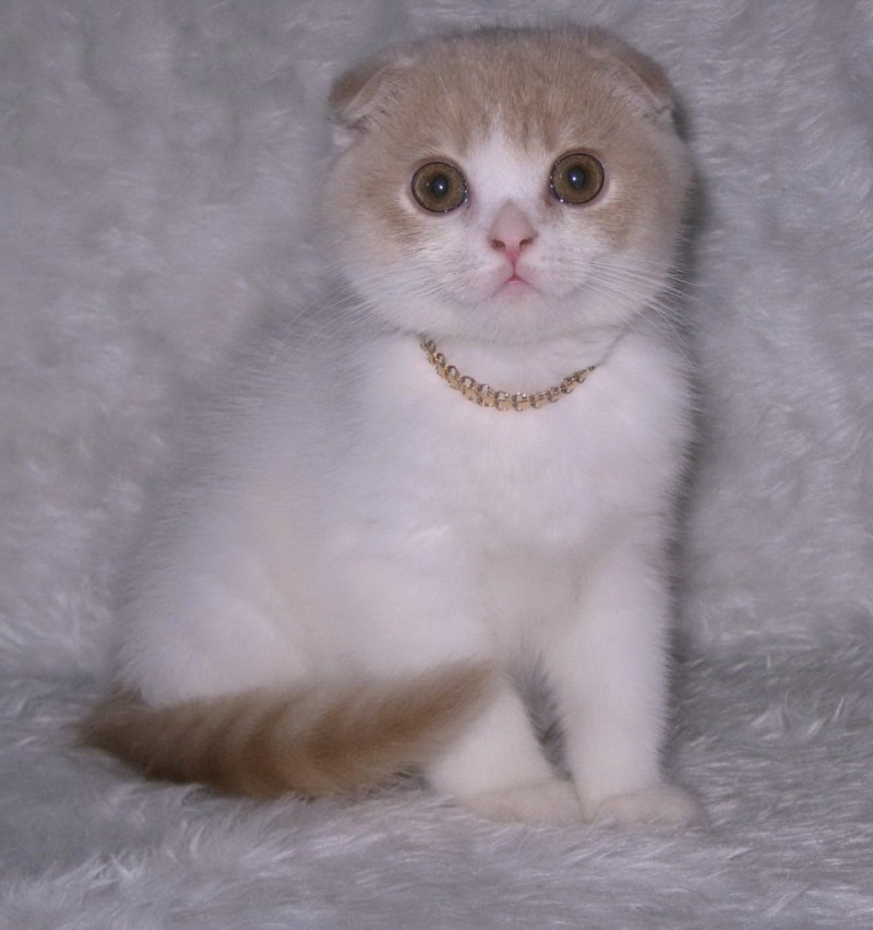 Шотландская вислоухая кошка белая