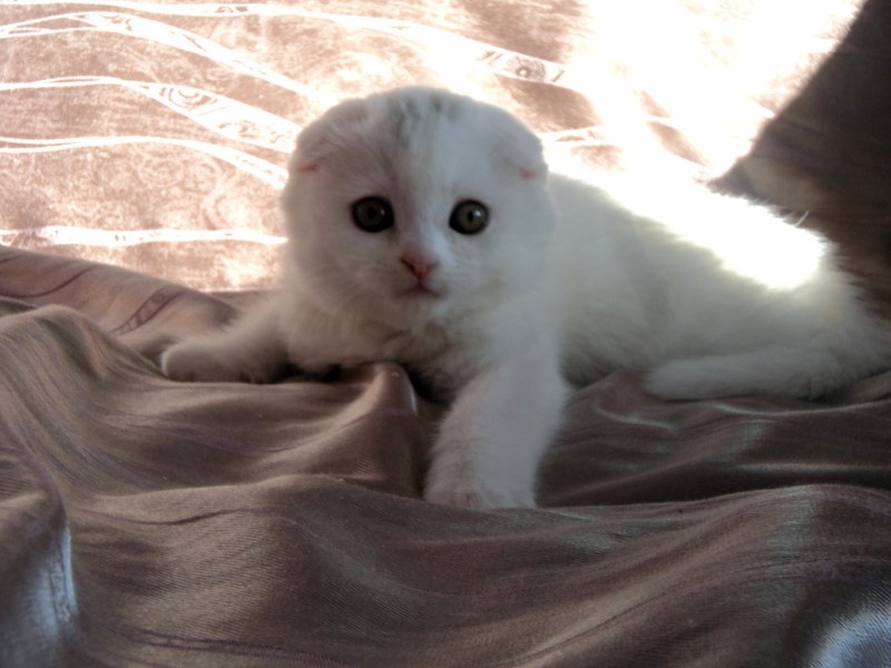 Шотландская вислоухая кошка белая
