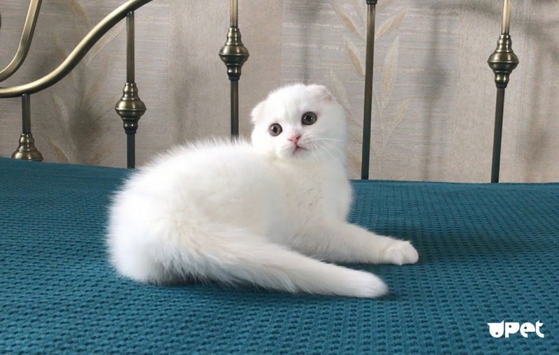 Шотландская вислоухая кошка белая