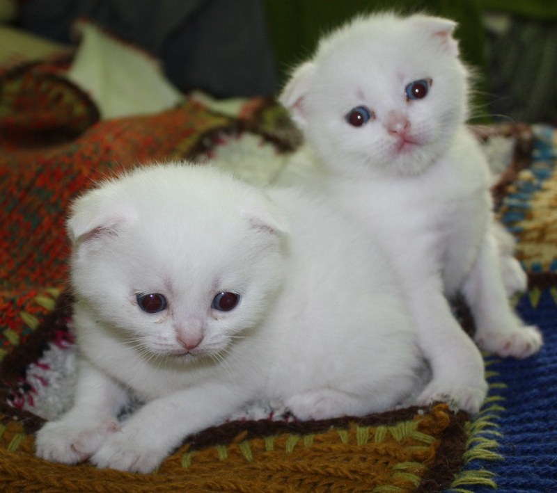 Шотландская вислоухая кошка альбинос