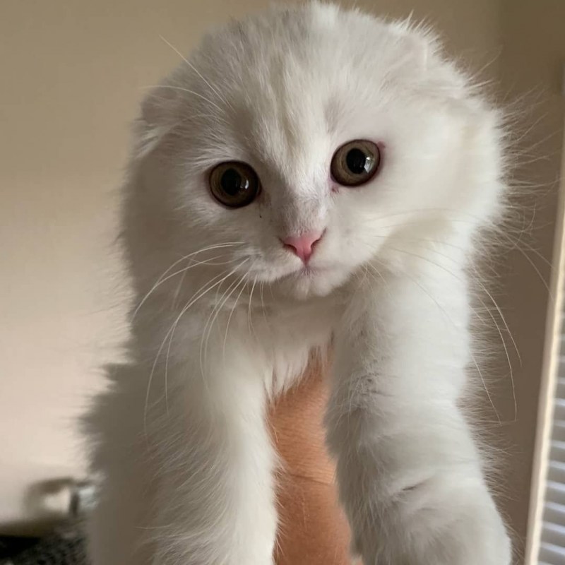 Скоттиш фолд белый пушистый