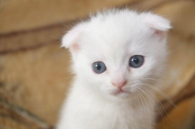 Беленький вислоухий котенок