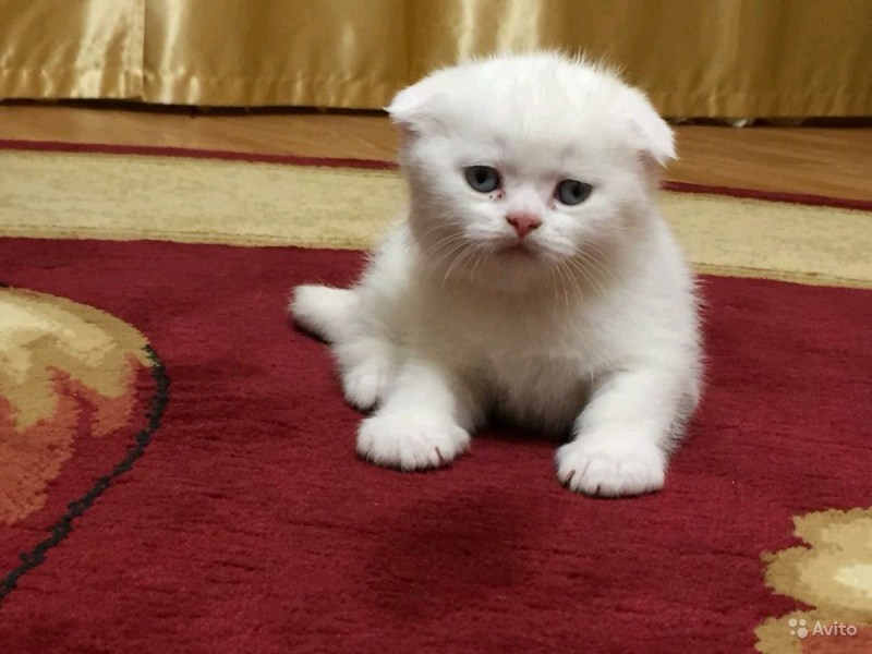 Скоттиш фолд Манчкин