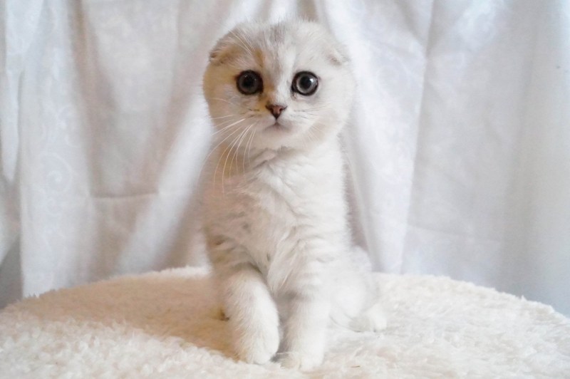Скоттиш фолд белая шиншилла