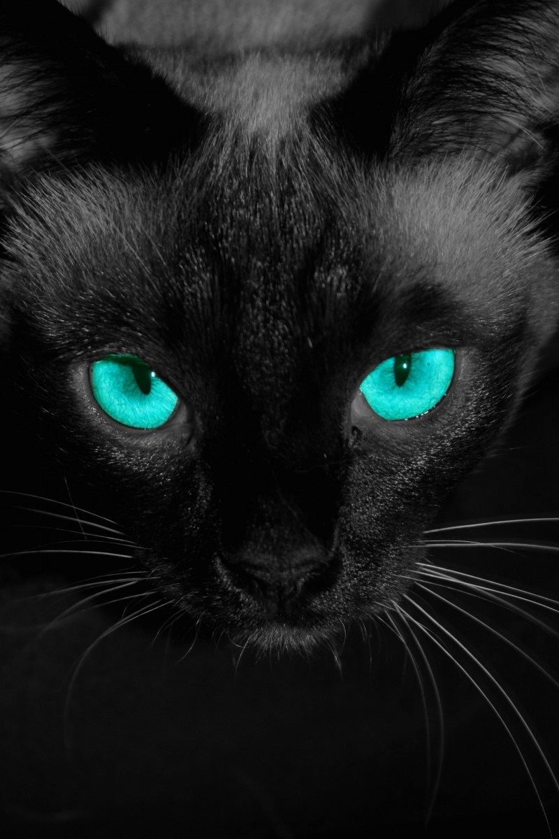 Красивая черная кошка