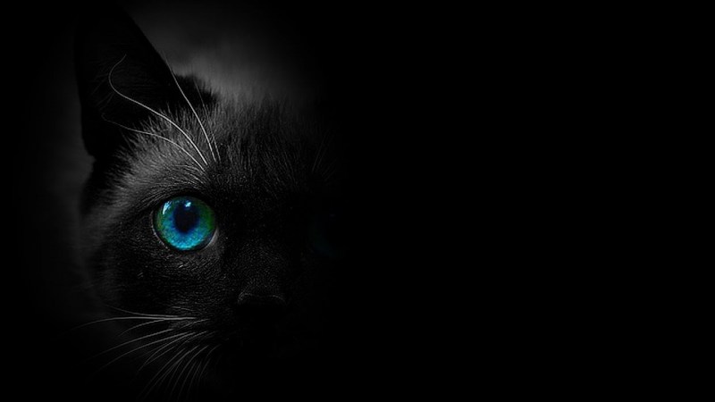 Чёрный кот с синими глазами