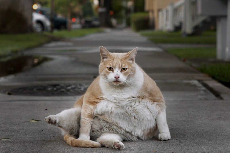 Толстый кот