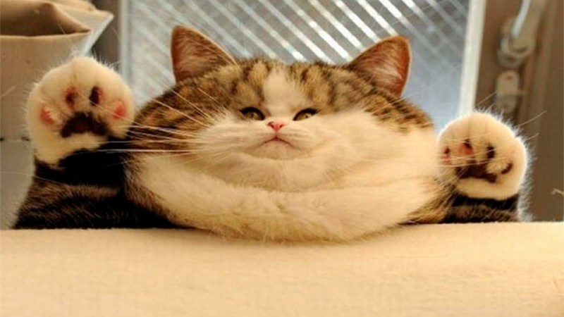 Котик с щечками
