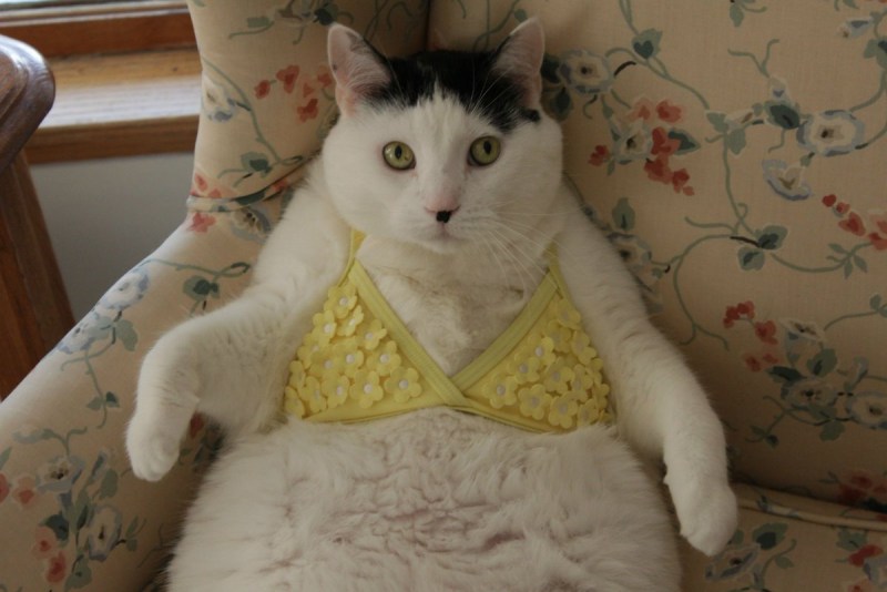 Смешной толстый кот