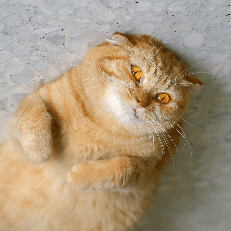 Жирный рыжий кот