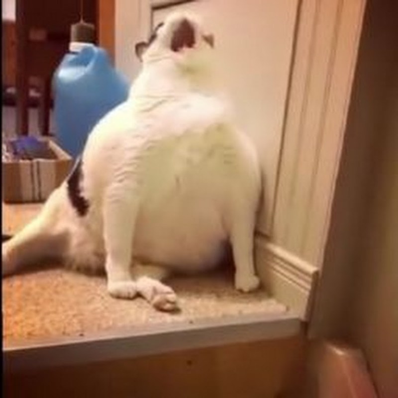 Толстый кот юмор