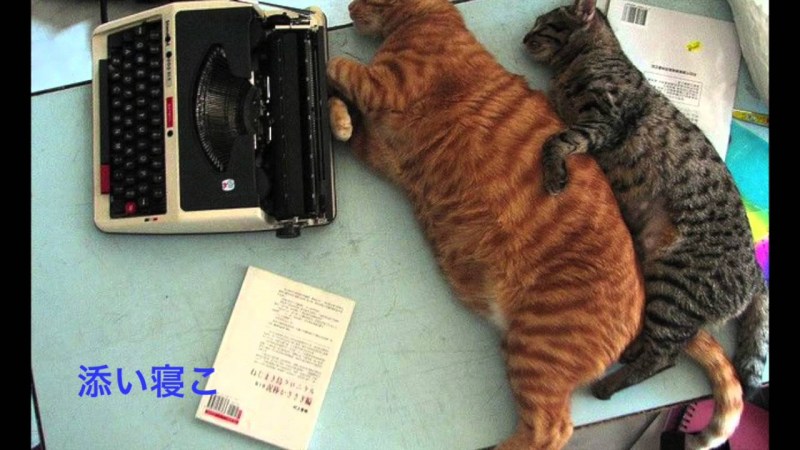 Смешные жирные коты