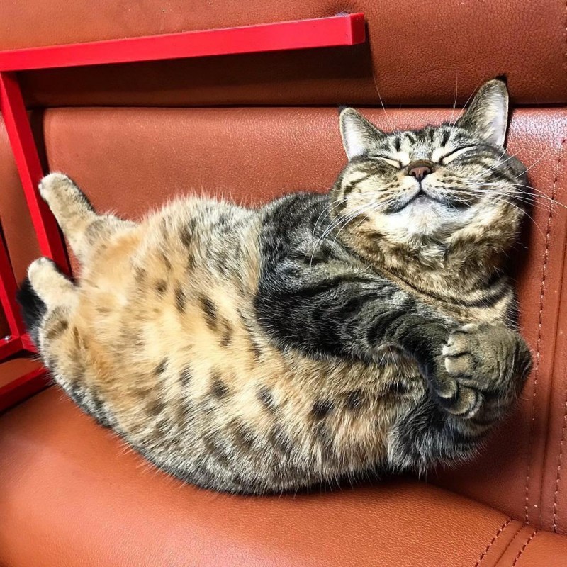 Вальяжная кошка