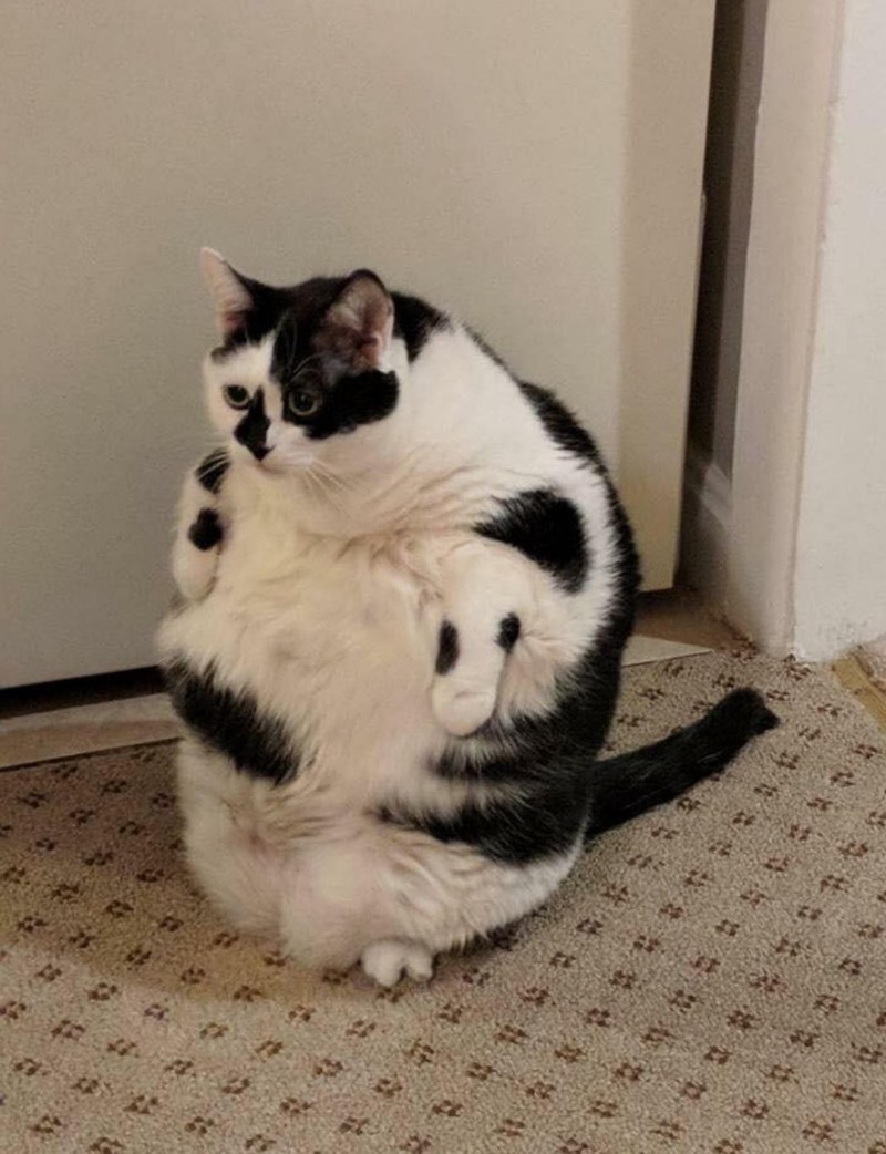 Смешной толстый кот