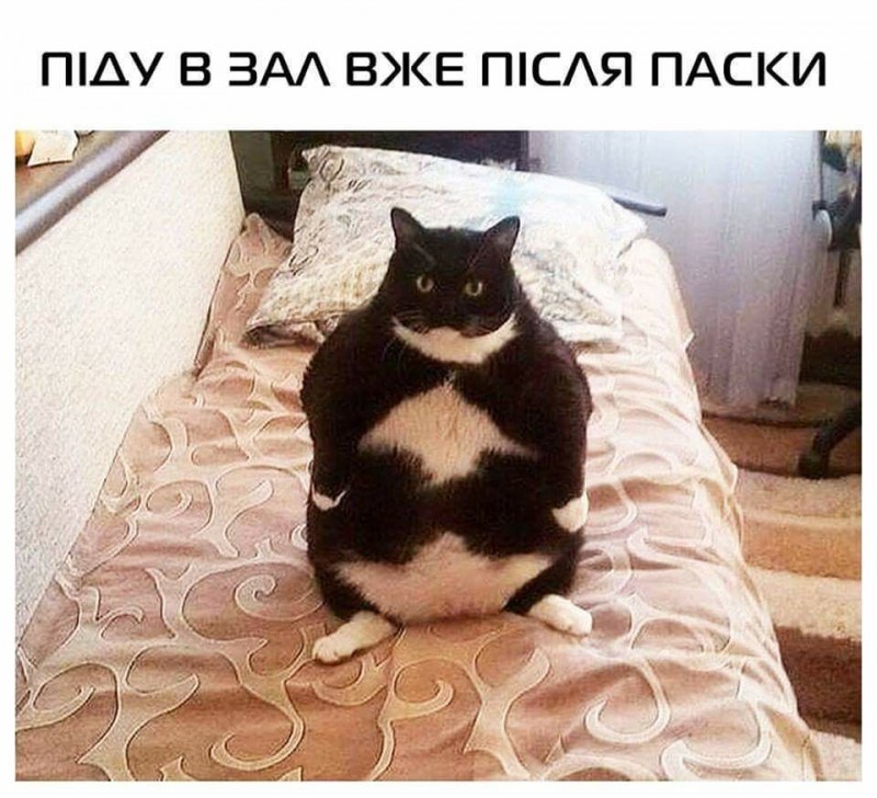 Толстые коты с надписями