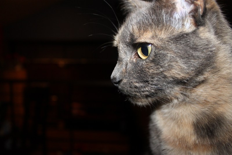 Кошачий стригущий лишай