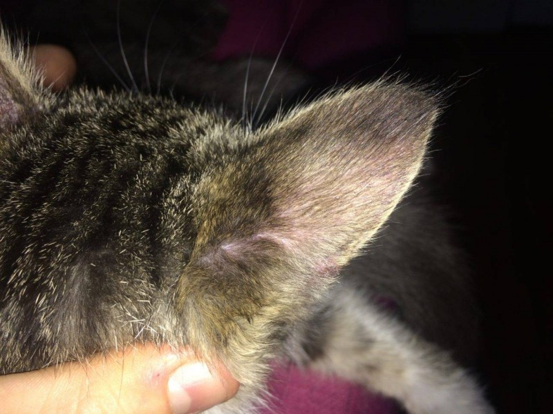 Пятна на мордочке у кота
