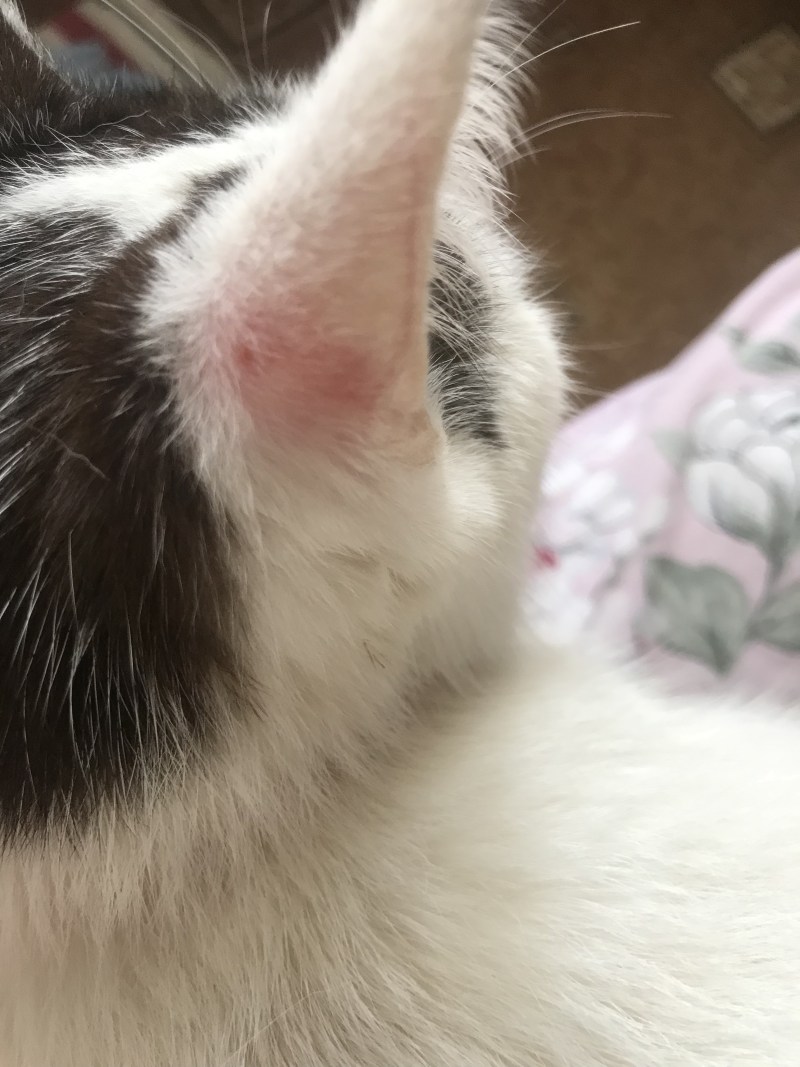 Кошачий стригущий лишай у кошки