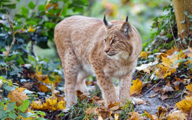 Обыкновенная Рысь Lynx Lynx