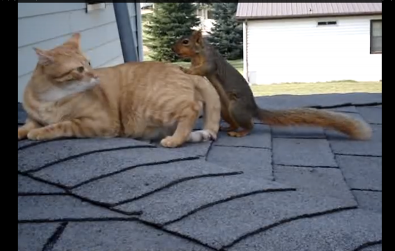 Кошка хозяйстве