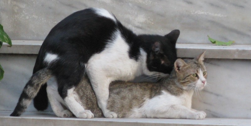 Породы кошек и котов и котят которые делают зарядку