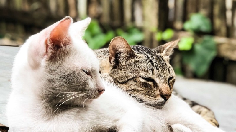 Cat reproduction