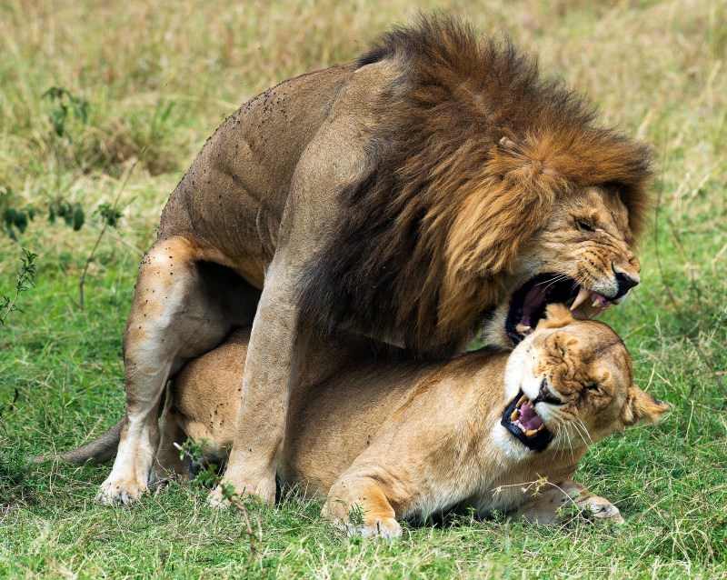 Mating Documentary