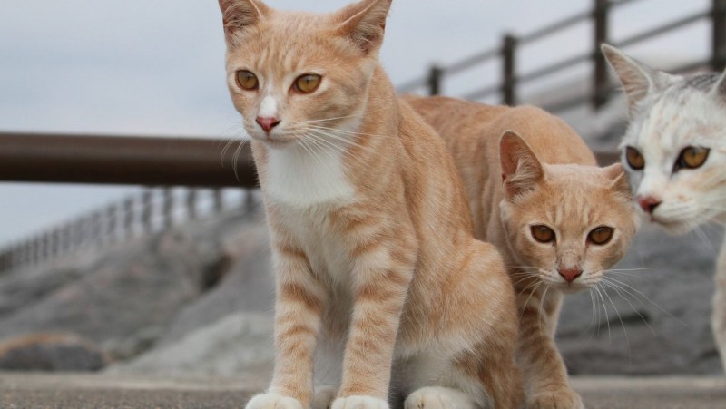 Кошки сношаются