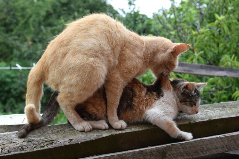Котики спариваются