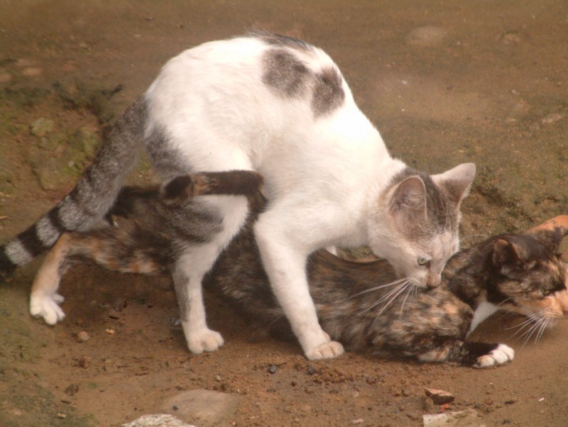 Кулачки обнимашки кошки