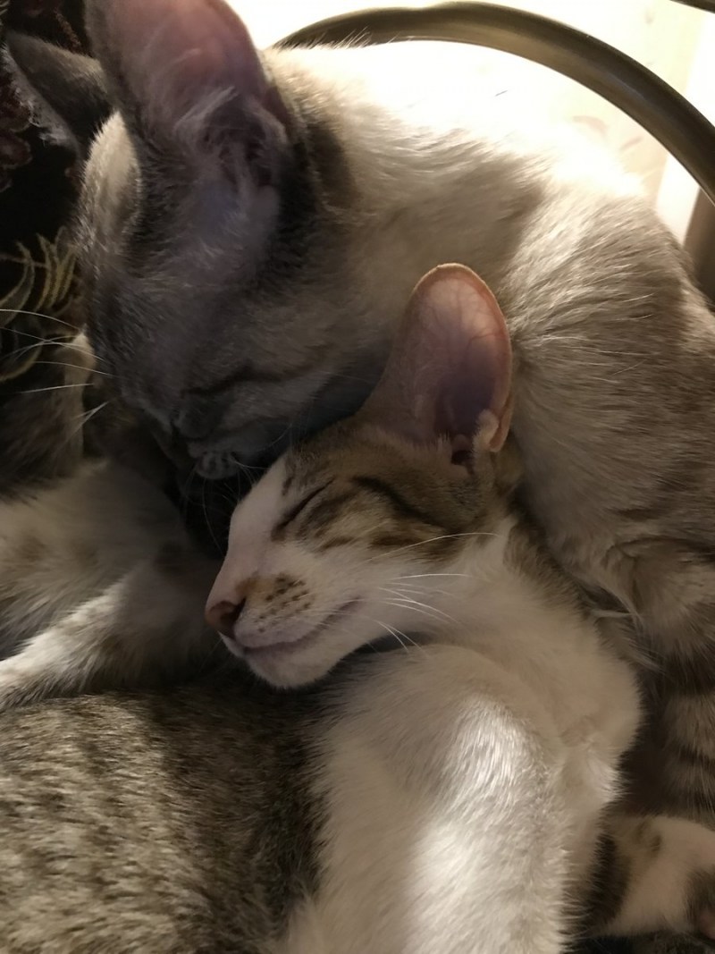 Кот с собакой Облизываются