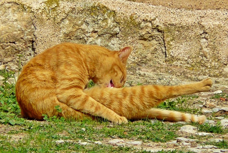 Массаж котенку