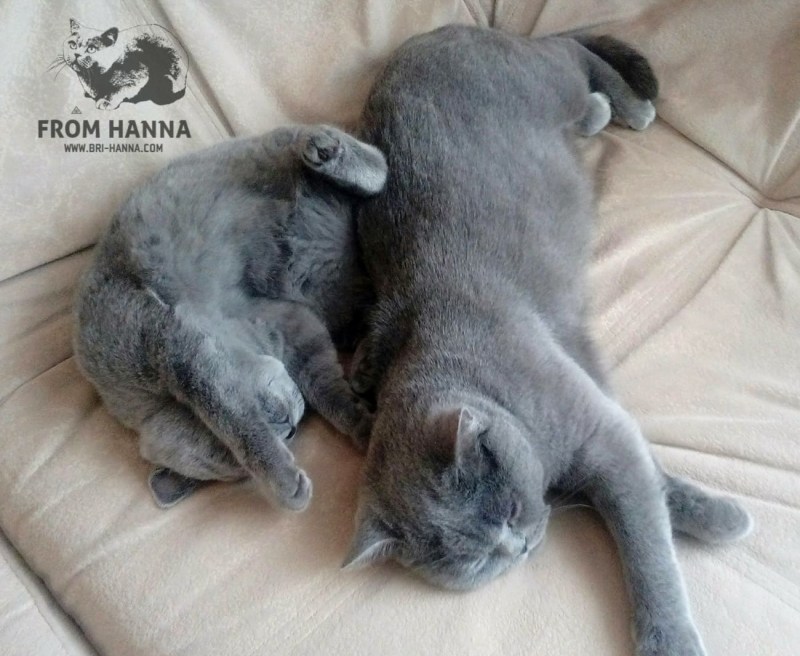 Сношающиеся коты